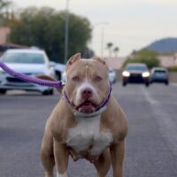 Dog Featured Image