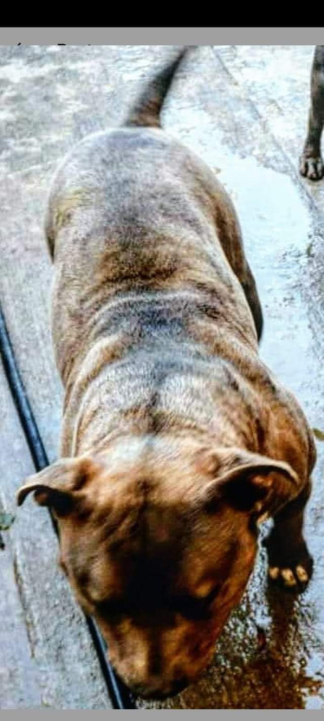 Dog Featured Image