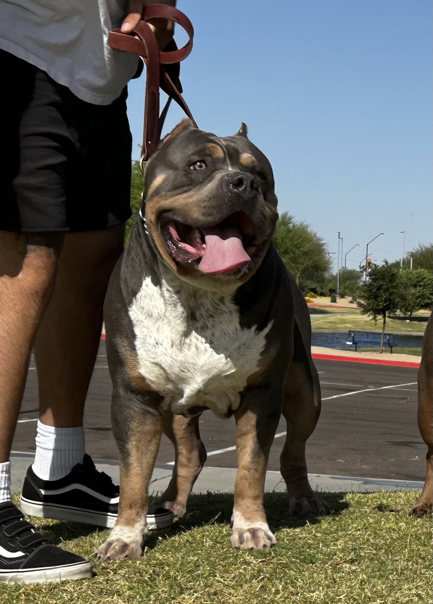 Dog Featured Image