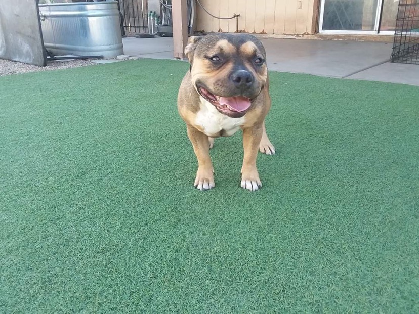 Dog Featured Image