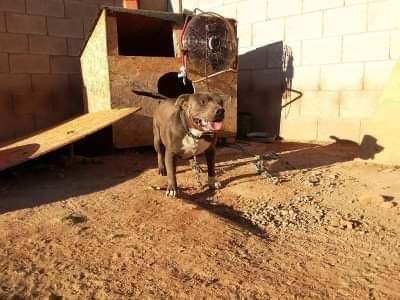 Dog Featured Image