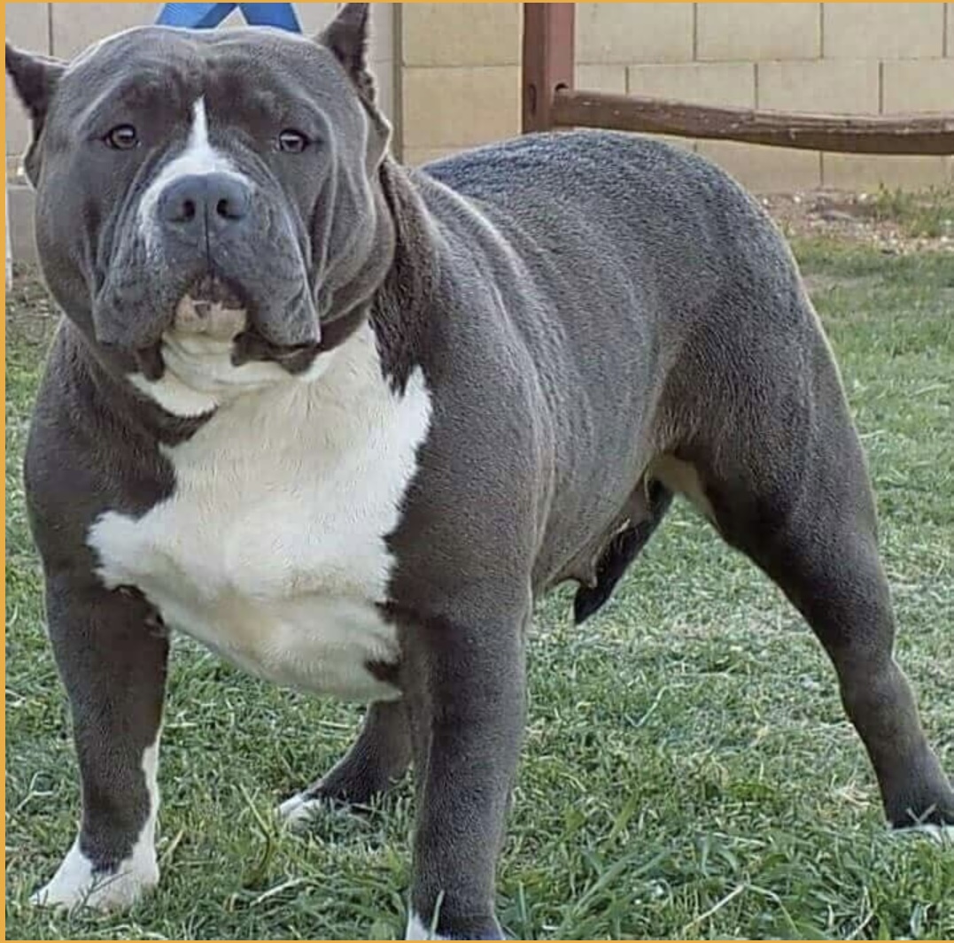 Dog Featured Image