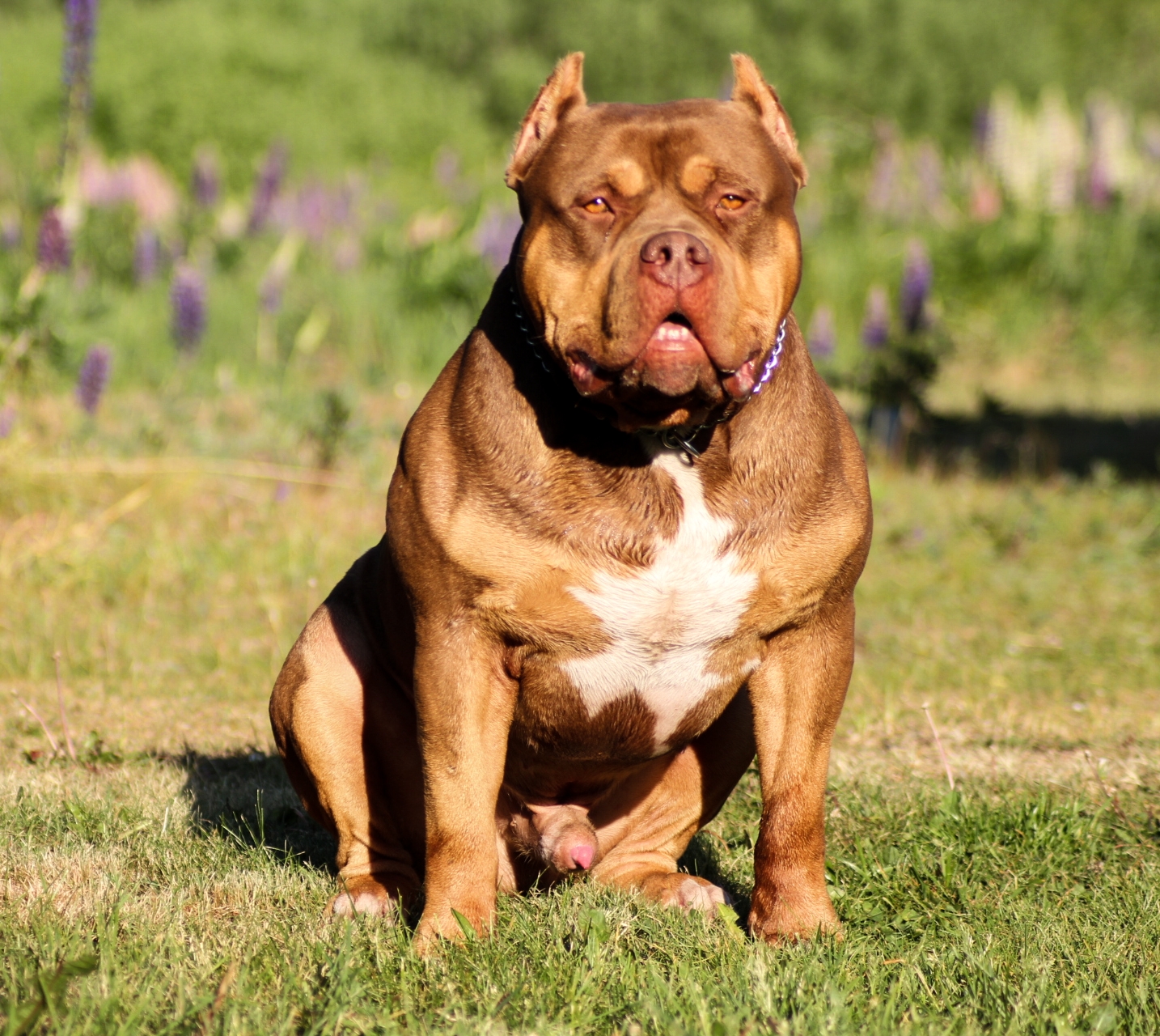 Dog Featured Image