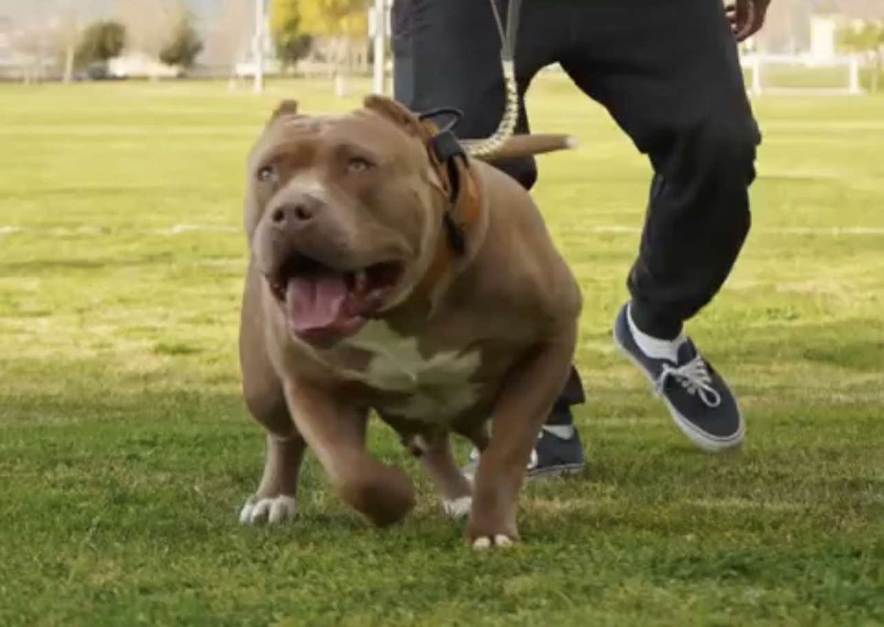 Dog Featured Image