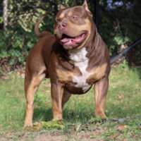 Dog Featured Image