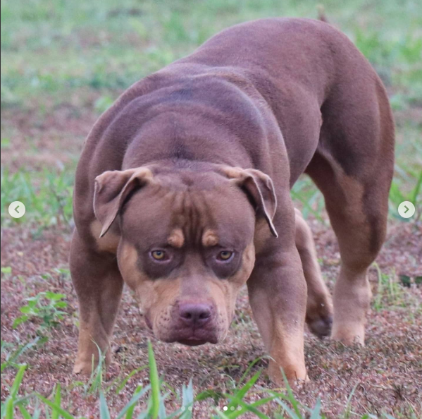 Dog Featured Image