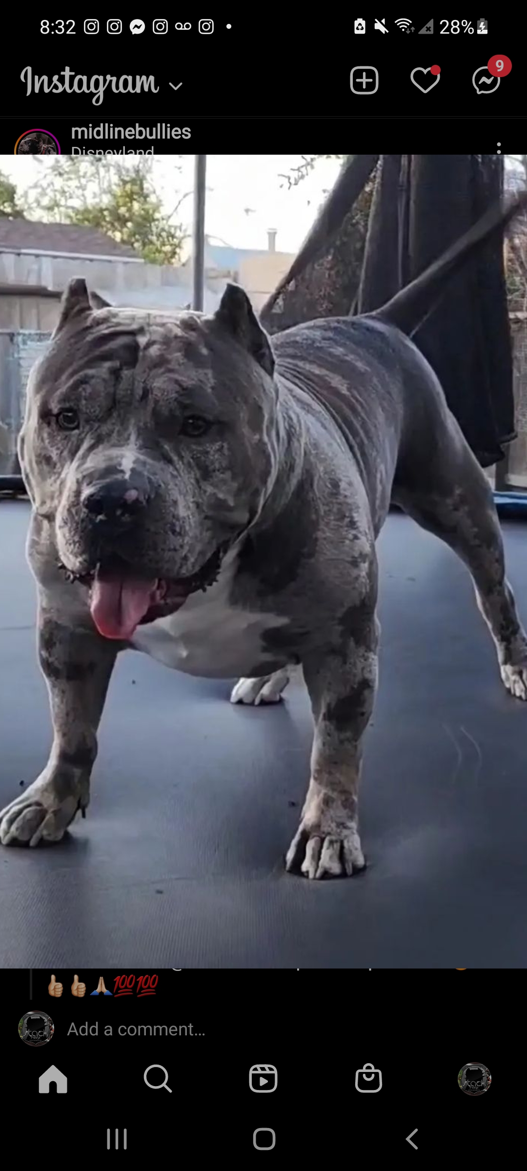 Dog Featured Image
