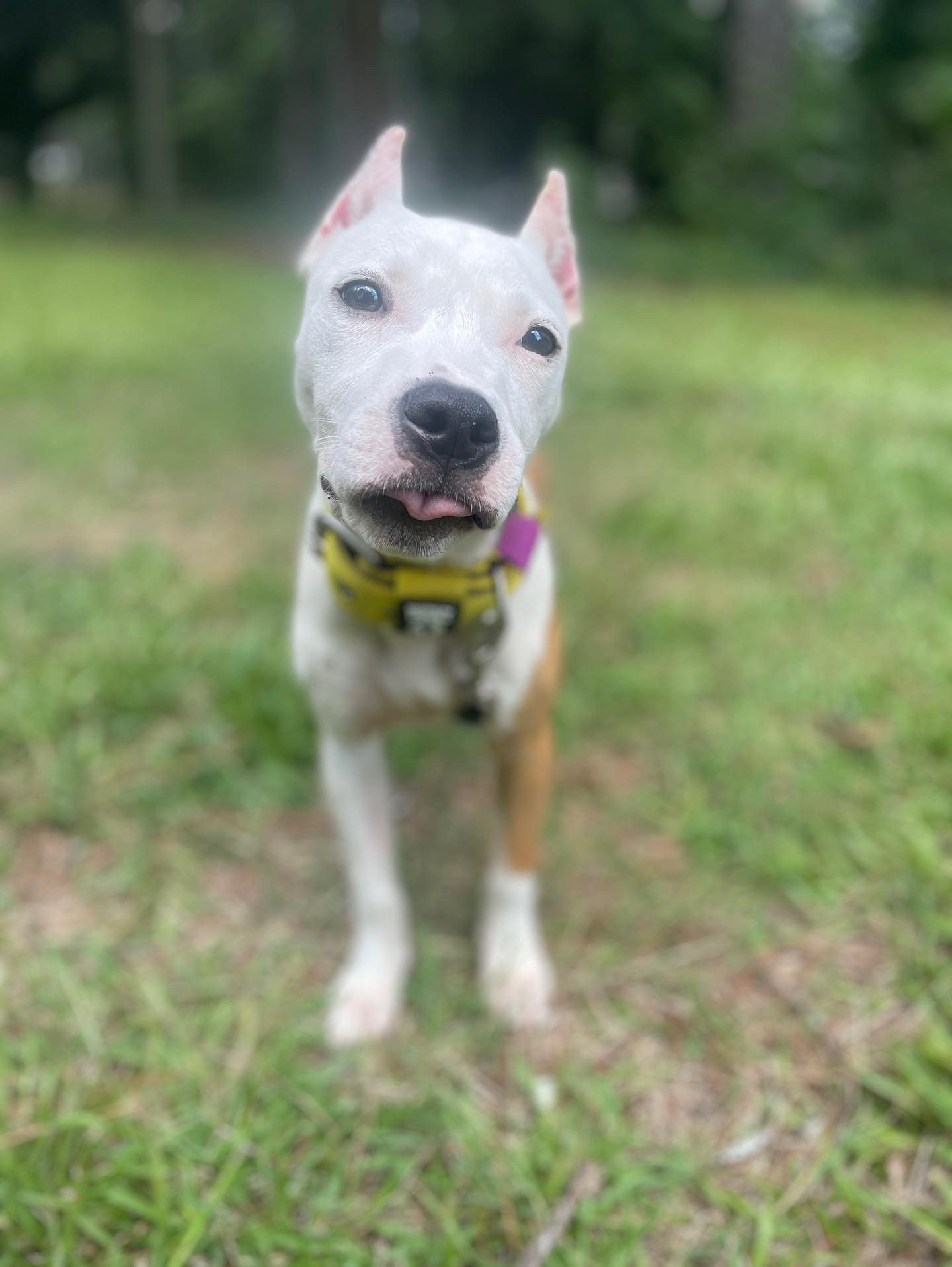 Dog Featured Image