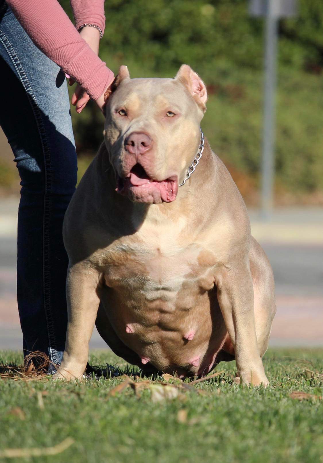 Dog Featured Image