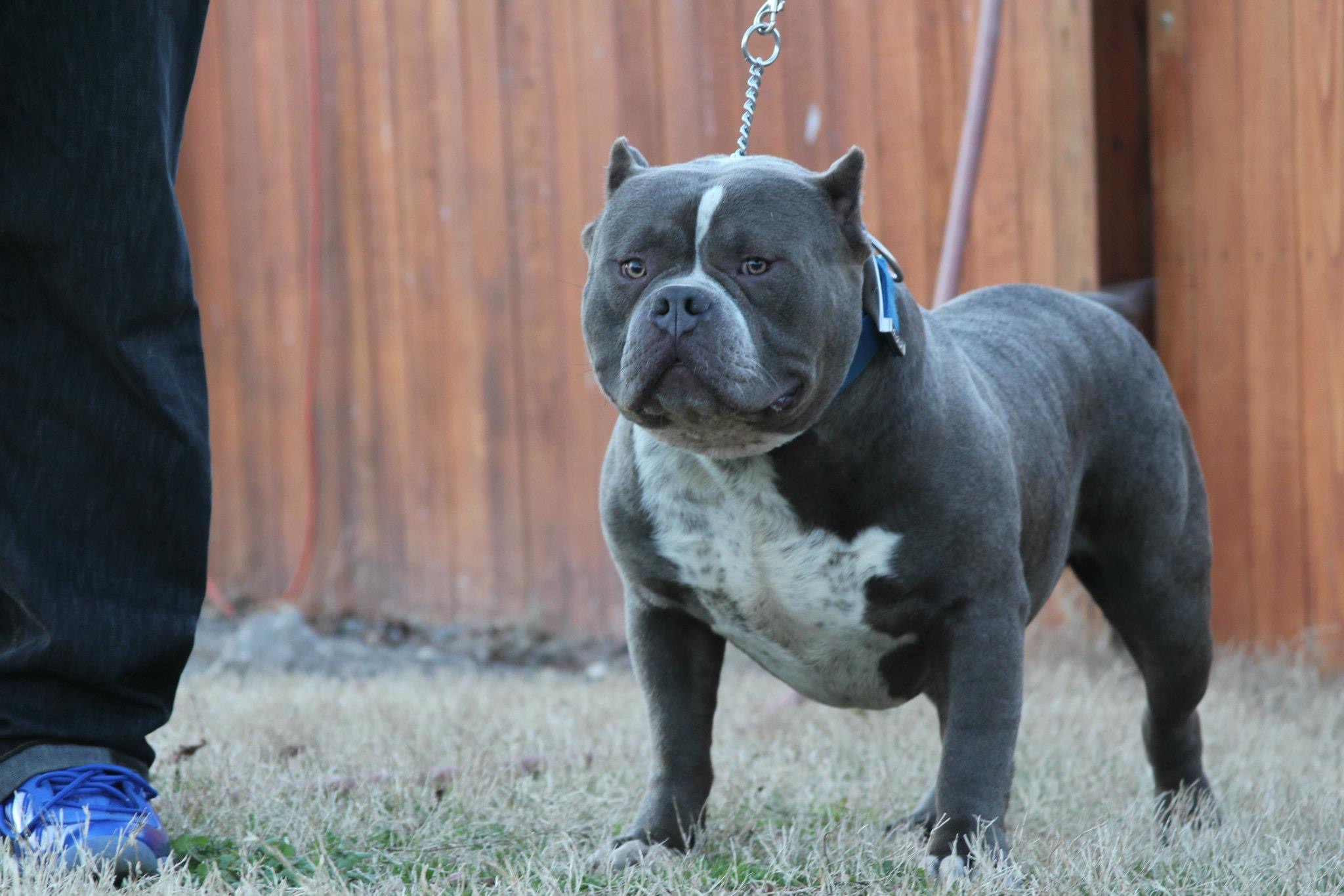 Dog Featured Image