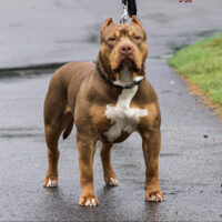 Dog Featured Image