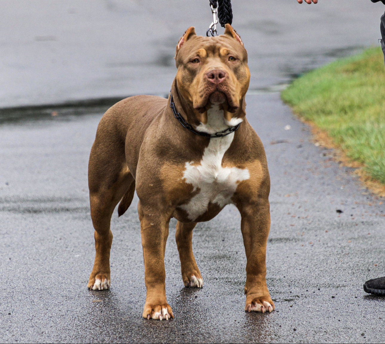Dog Featured Image