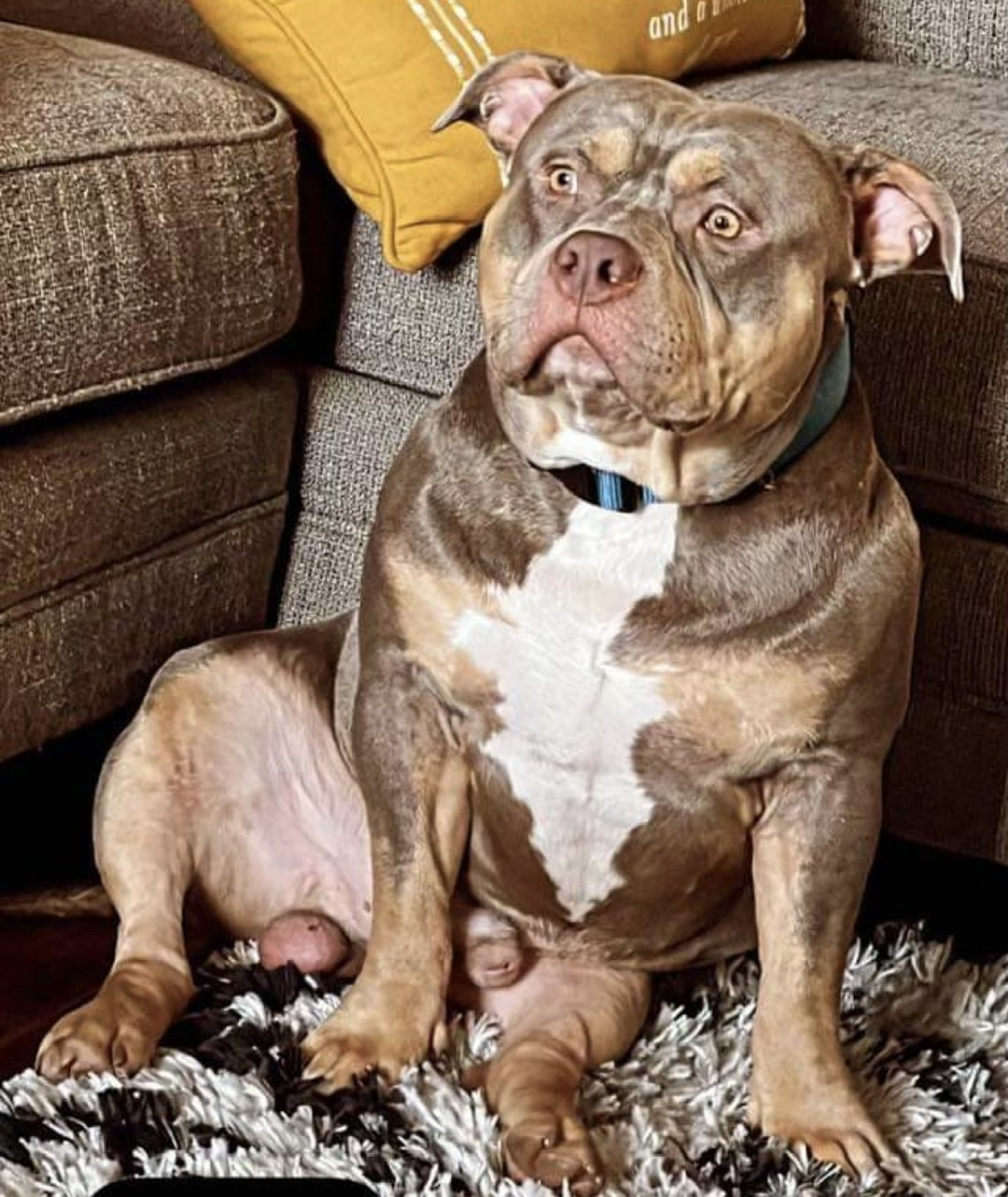 Dog Featured Image