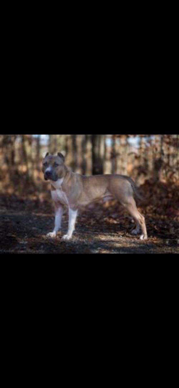 Dog Featured Image