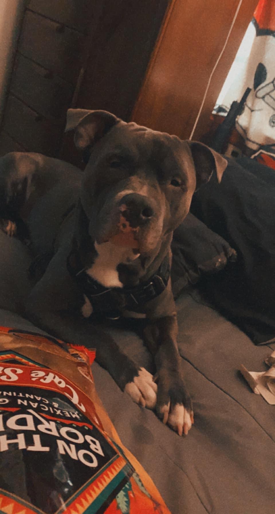 Dog Featured Image
