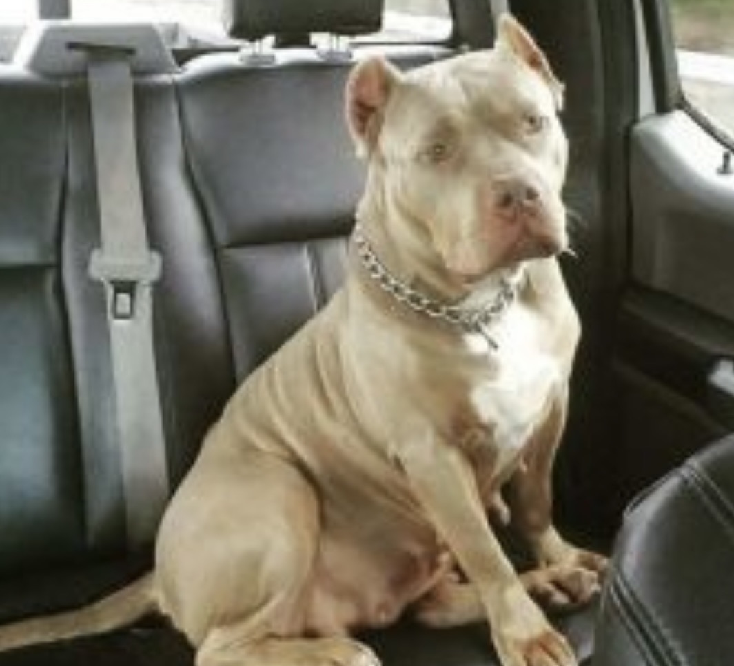Dog Featured Image