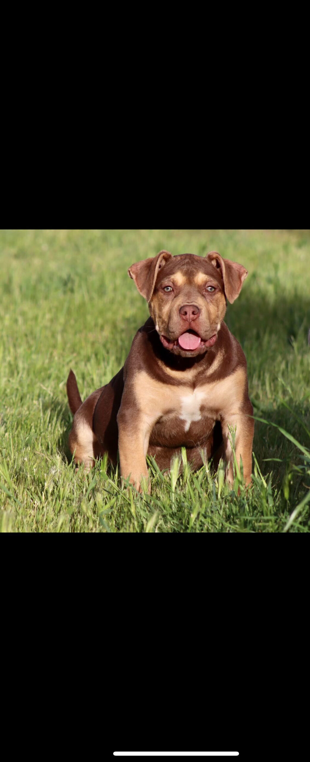 Dog Featured Image