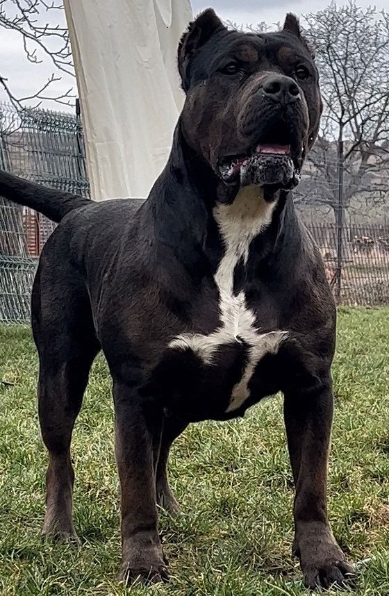 Dog Featured Image