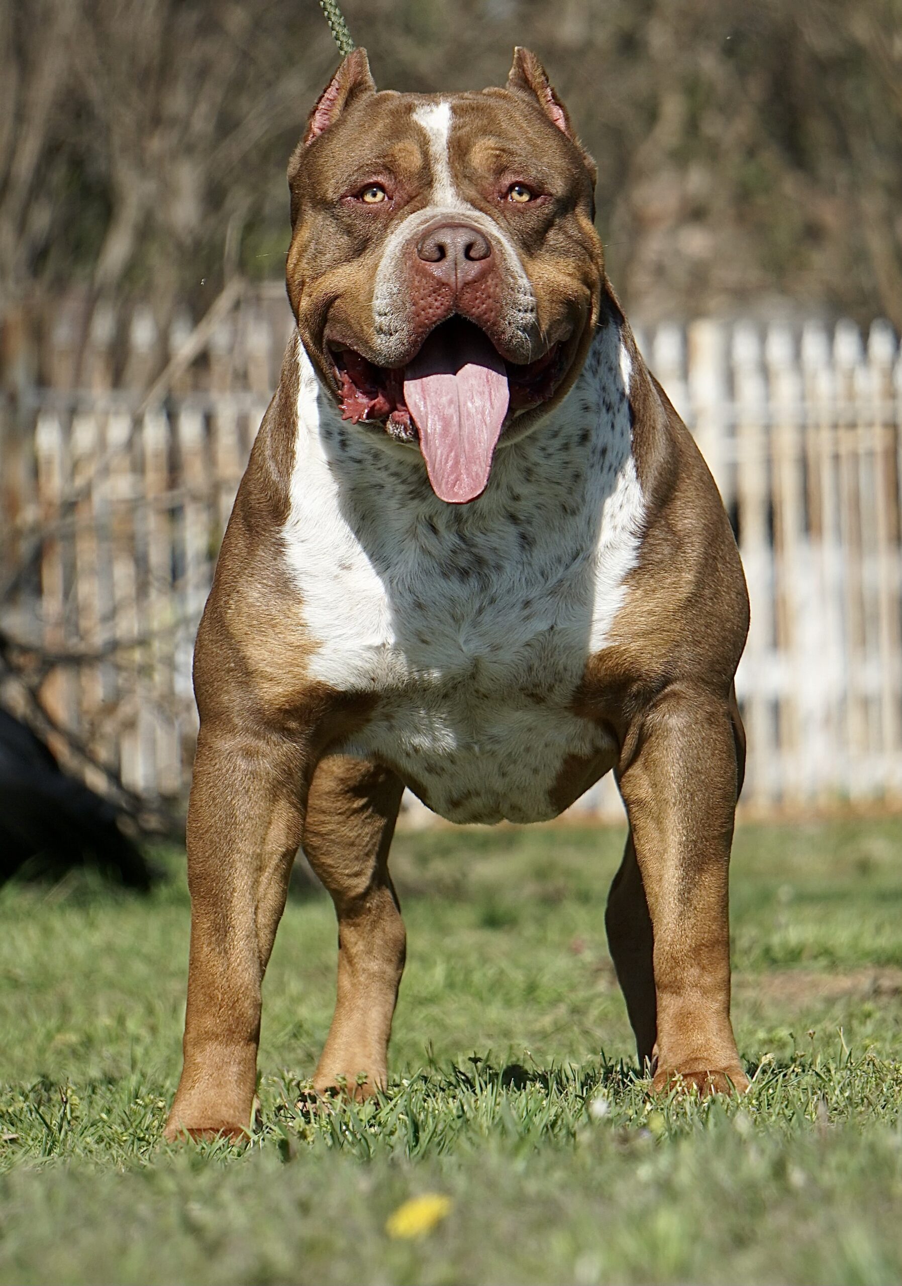 Dog Featured Image