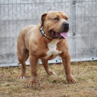 Dog Featured Image