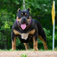 Dog Featured Image
