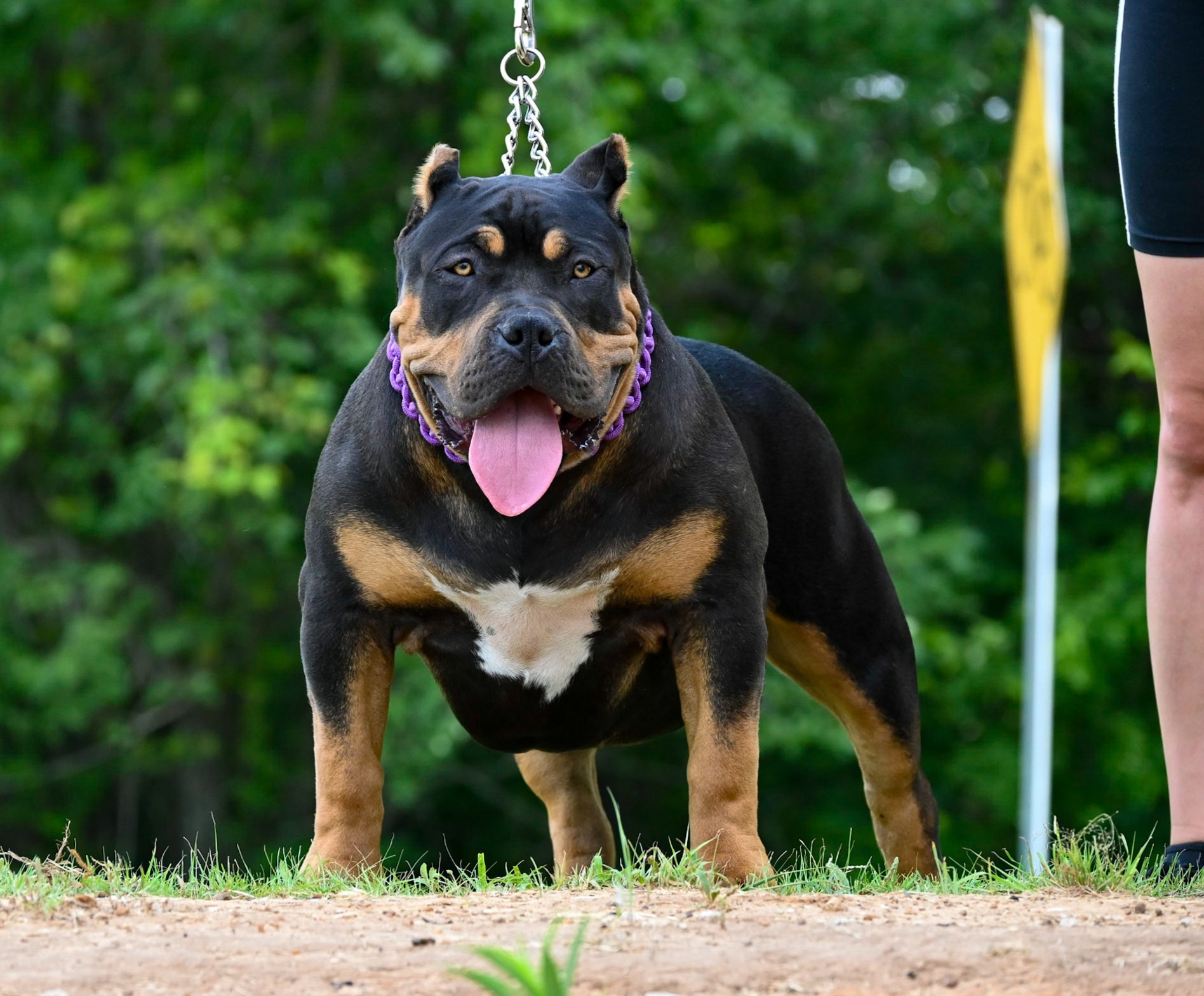 Dog Featured Image