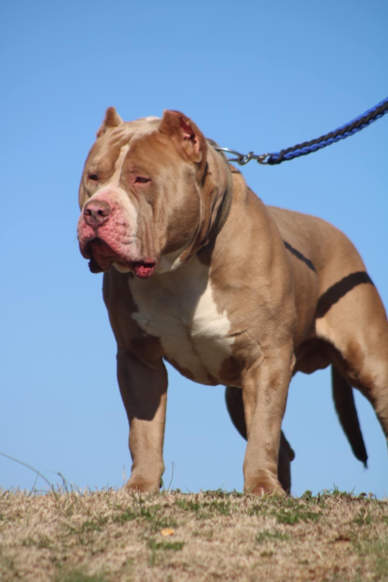 Dog Featured Image