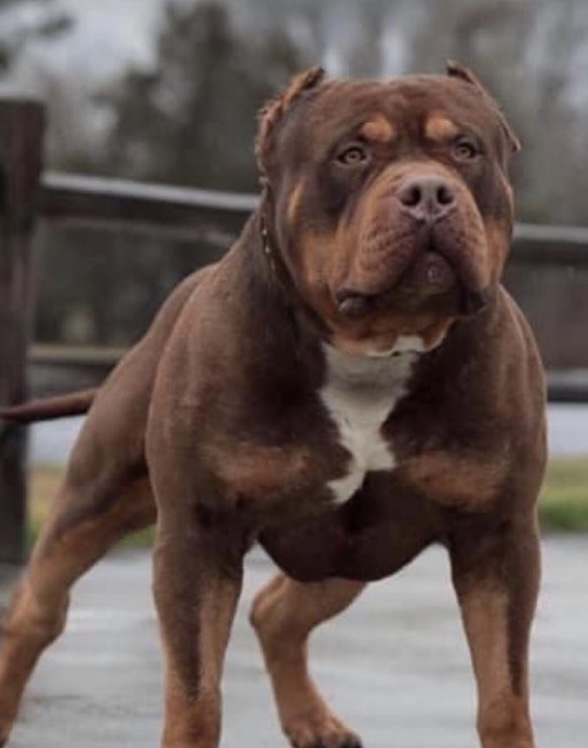 Dog Featured Image