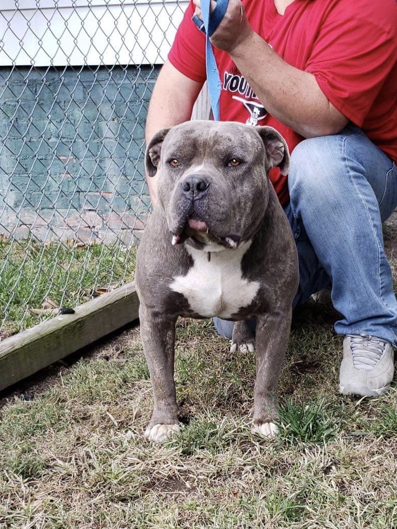 Dog Featured Image