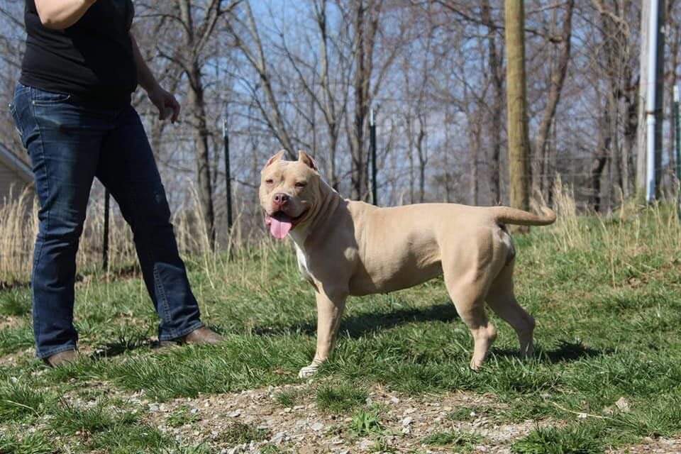 Dog Featured Image