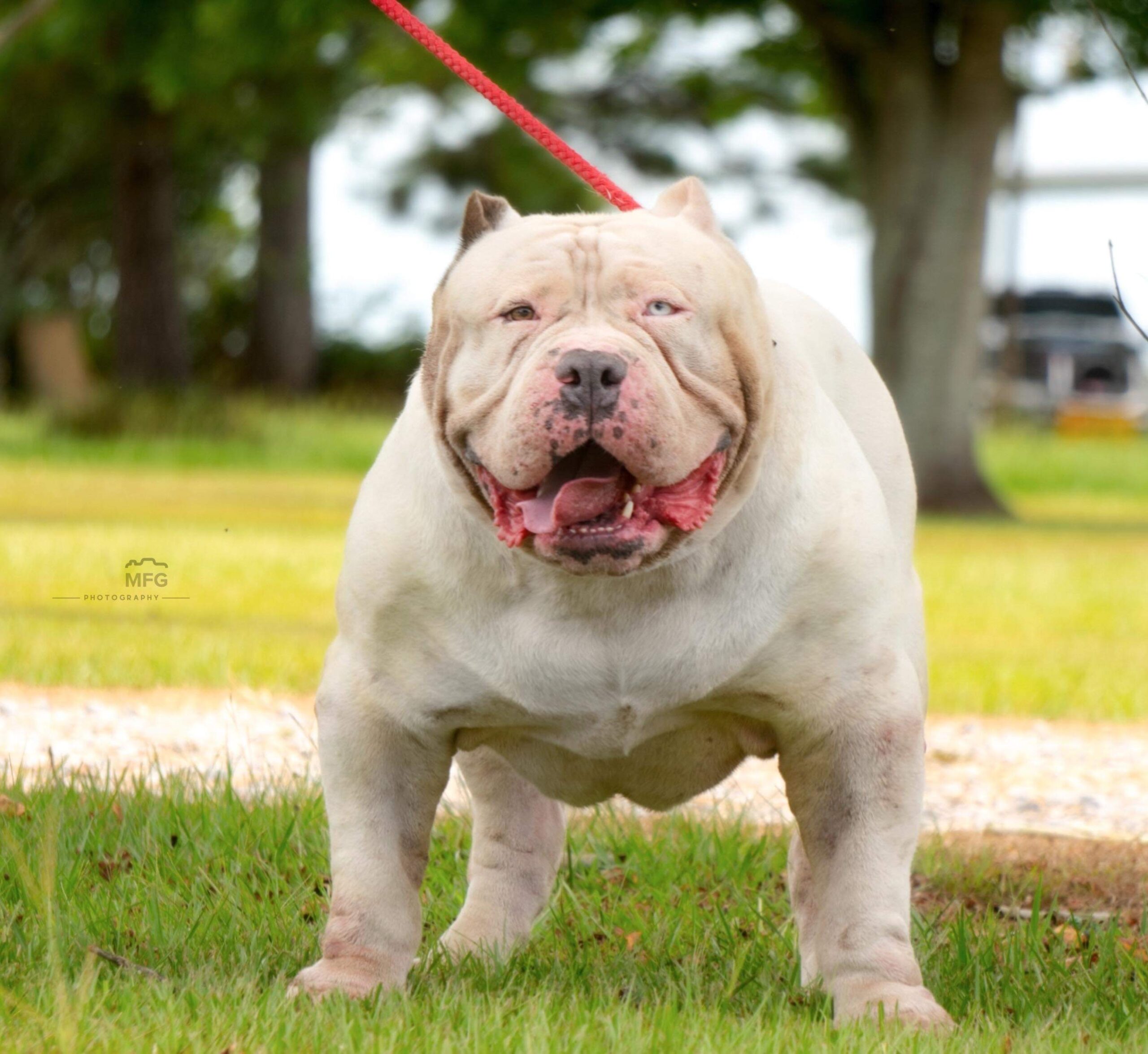 Dog Featured Image