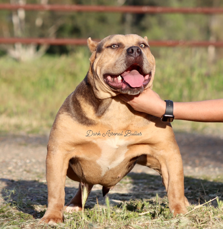 Dog Featured Image