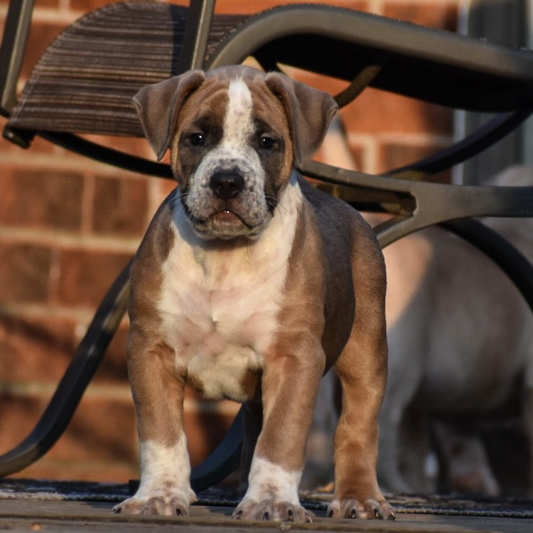 Dog Featured Image