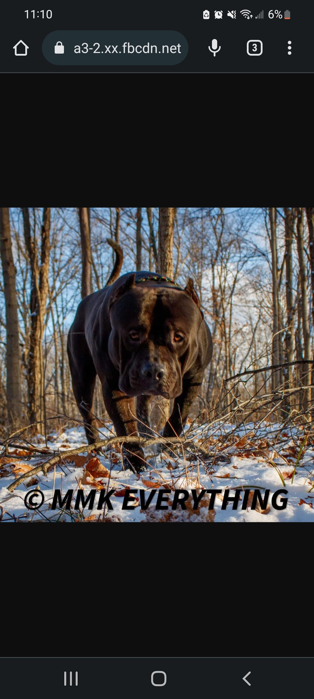 Dog Featured Image