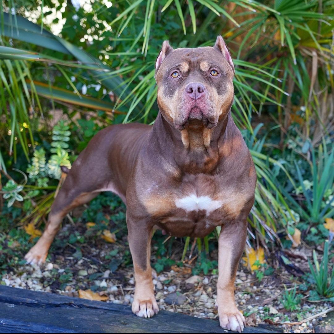 Dog Featured Image