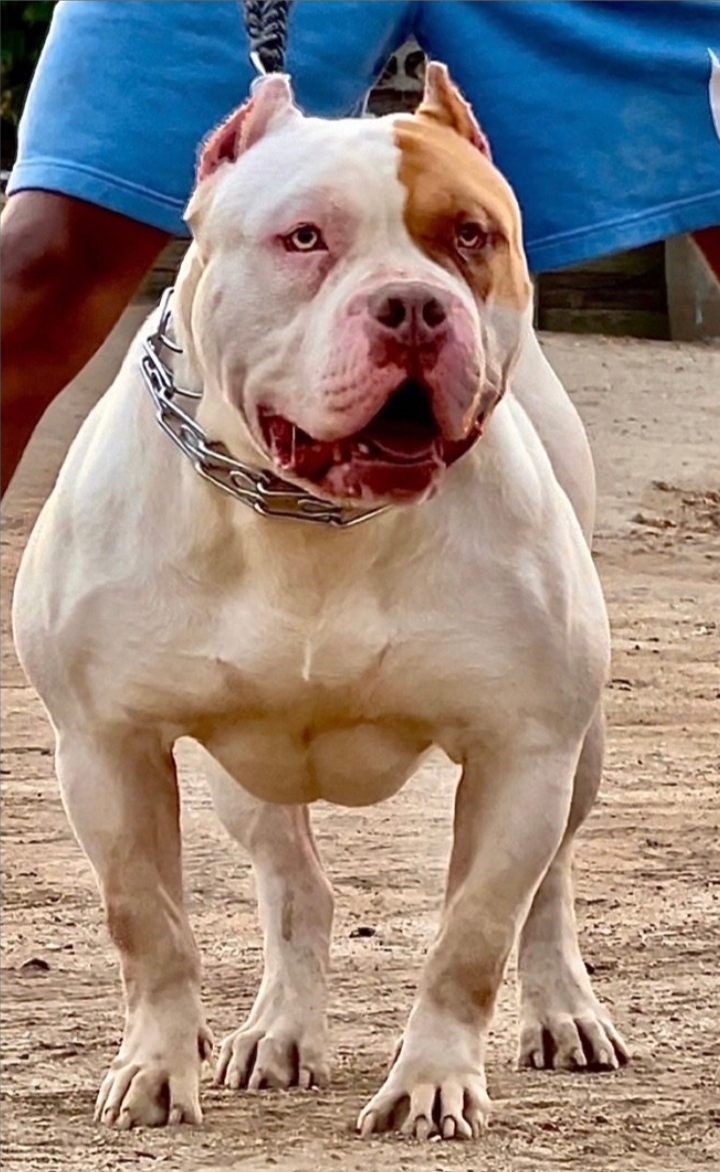 Dog Featured Image