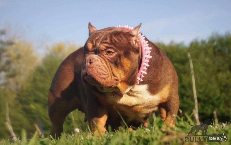 Dog Featured Image