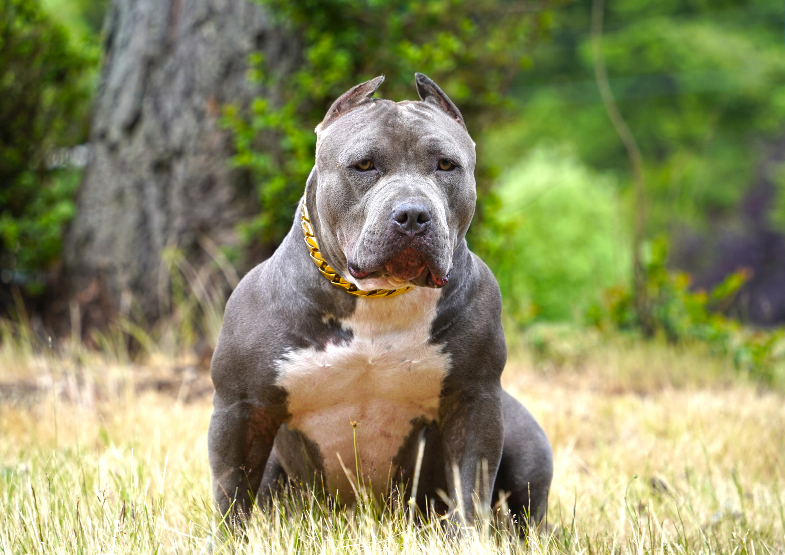 Dog Featured Image
