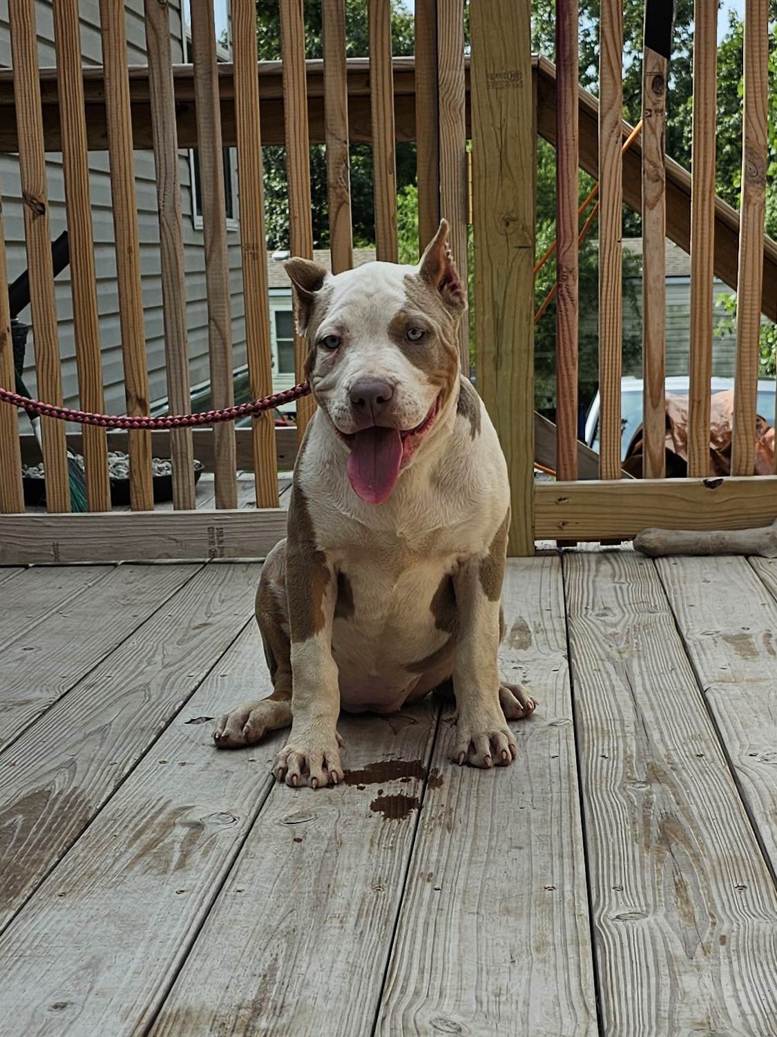 Dog Featured Image