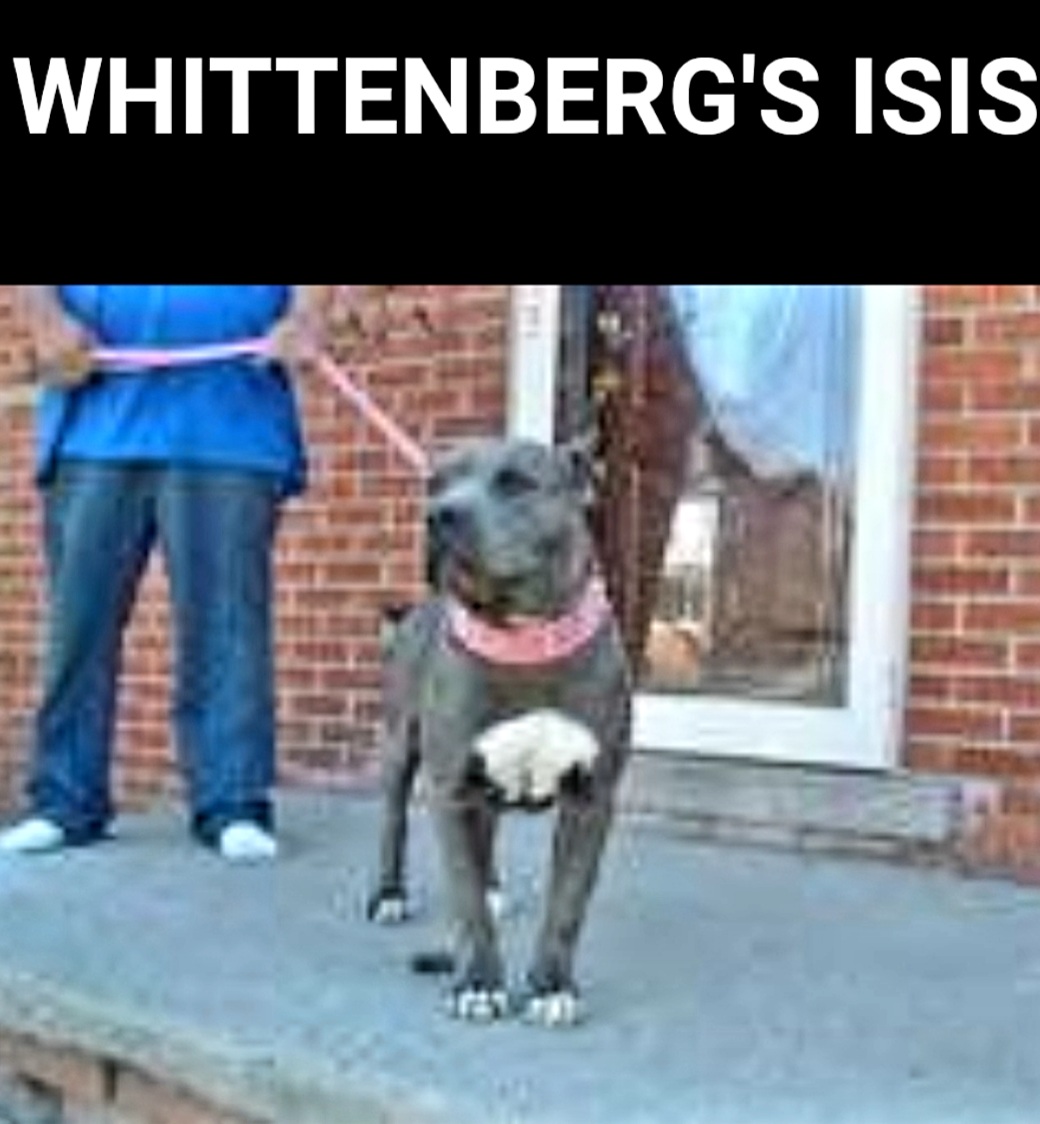 Dog Featured Image