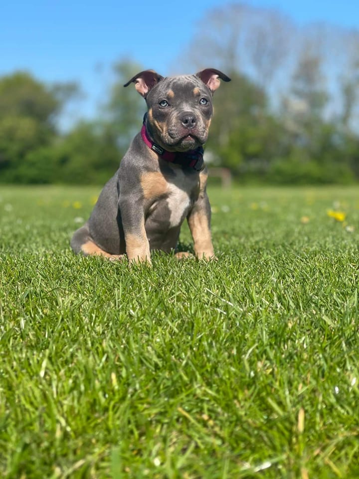 Dog Featured Image