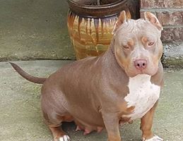 Dog Featured Image