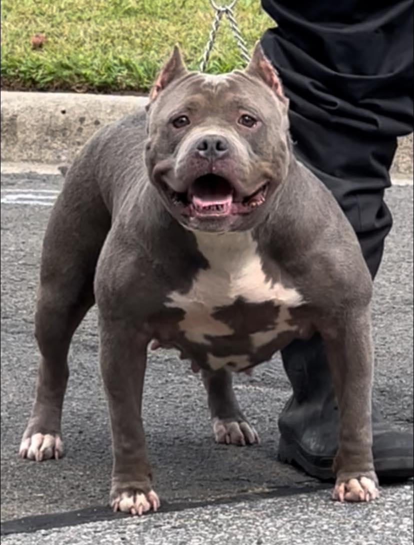 Dog Featured Image