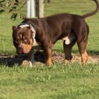 Dog Featured Image