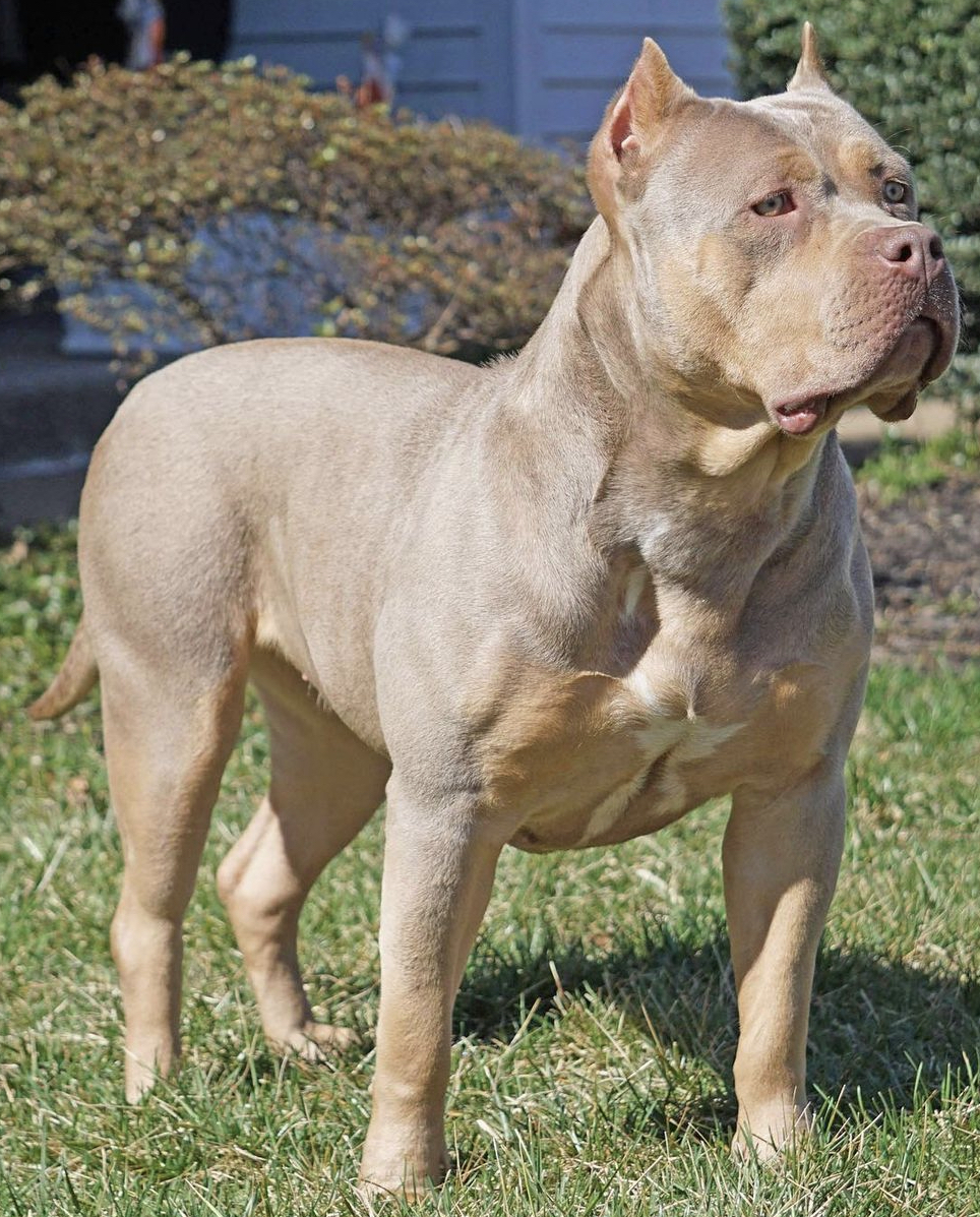 Dog Featured Image