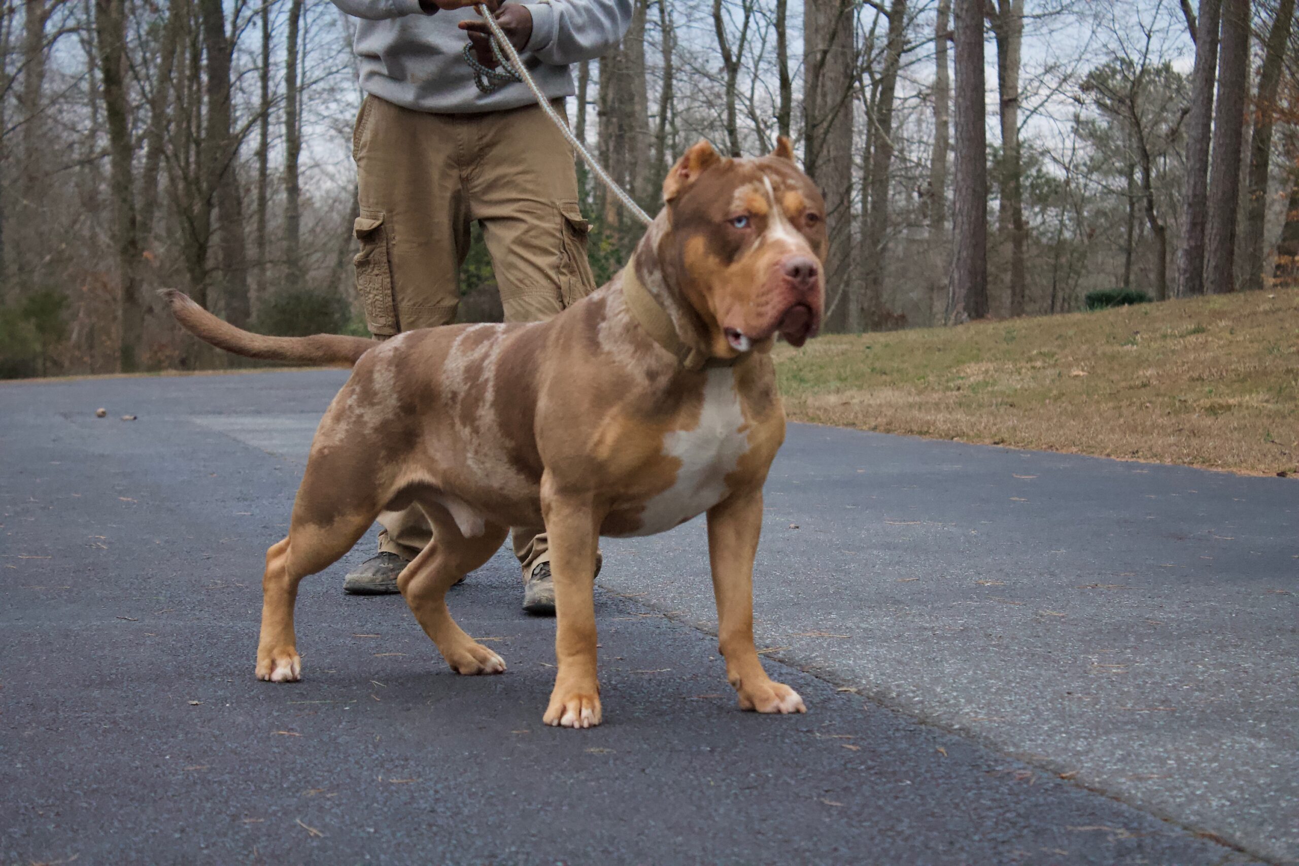 Dog Featured Image