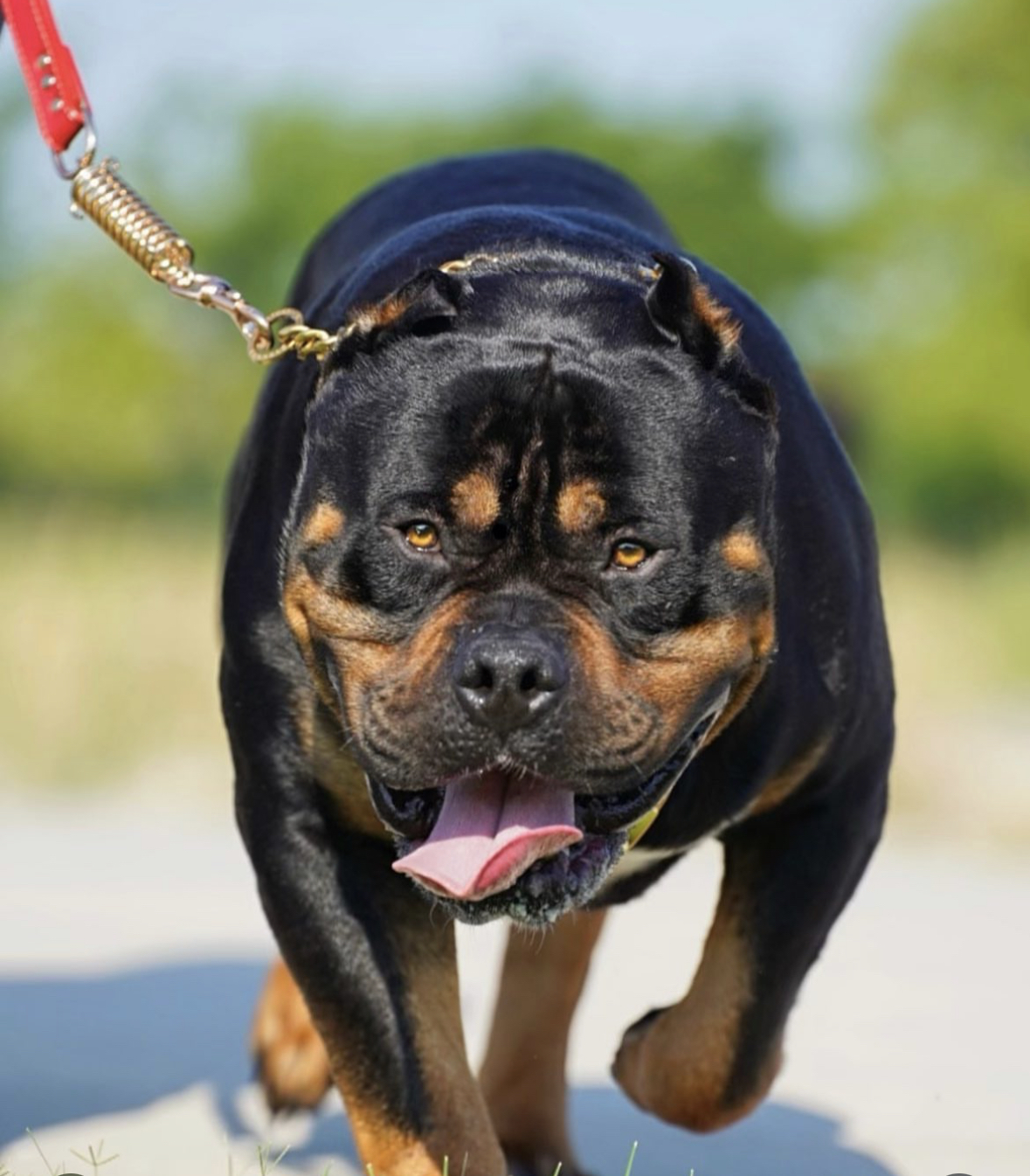Dog Featured Image