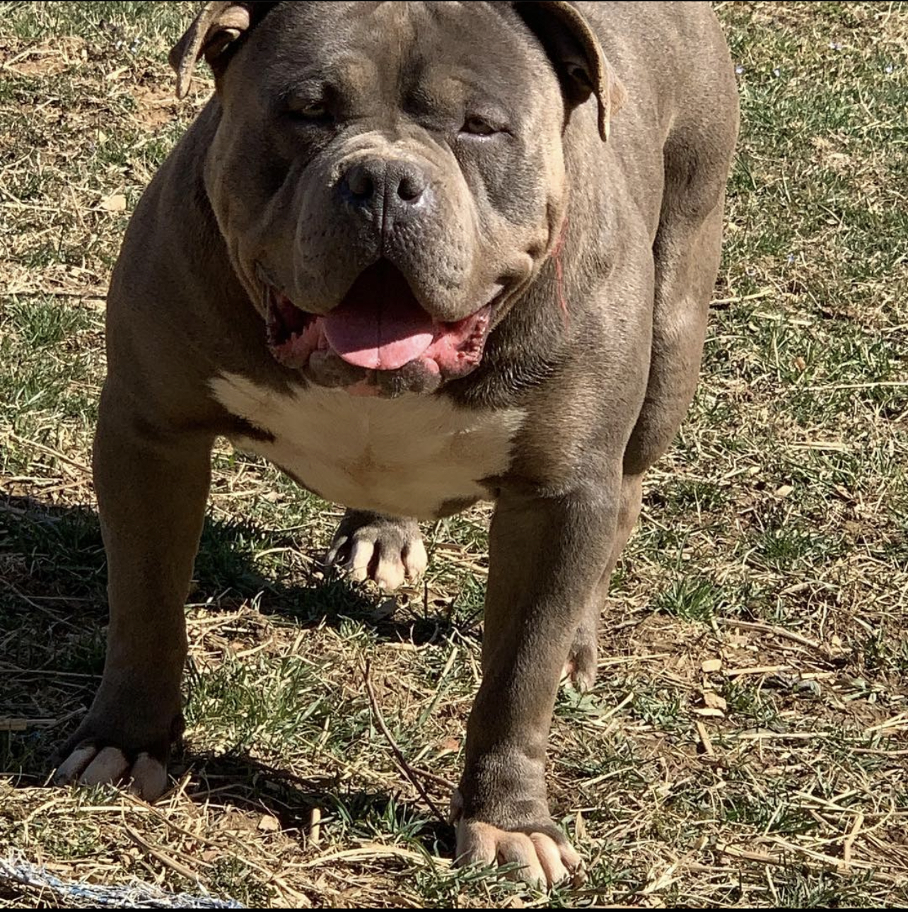 Dog Featured Image