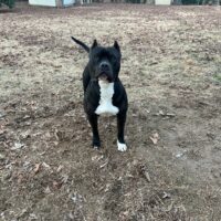 Dog Featured Image