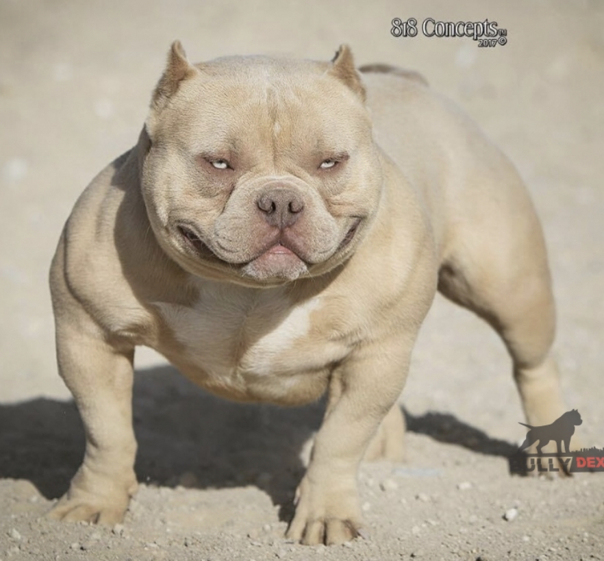 Dog Featured Image